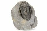 Gorgeous, Multi-Toned Zlichovaspis Trilobite #230346-2